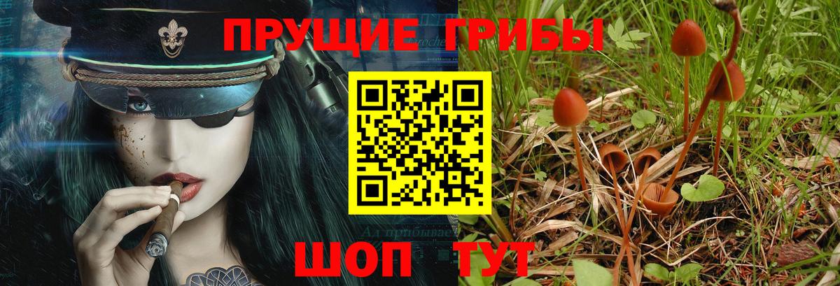 Псилоцибиновые грибы Psilocybine cubensis  Вход с VPN  Всеволожск 